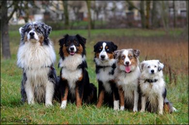 Mon berger australien, un vrai amour de chien