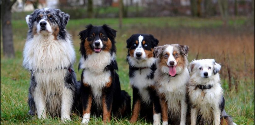 Mon berger australien, un vrai amour de chien