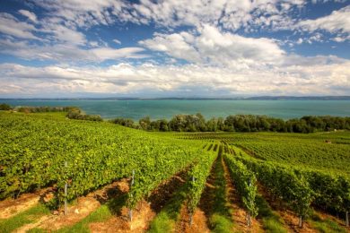 Comment trouver des bons vins