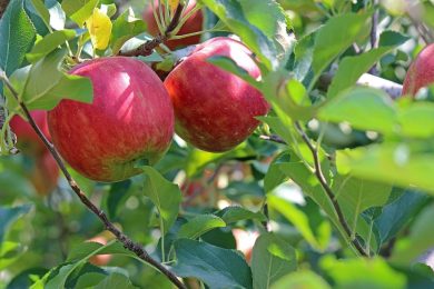 Quelles plantes peut-on planter au jardin en septembre ?