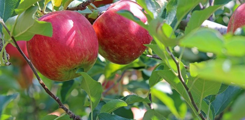 Quelles plantes peut-on planter au jardin en septembre ?