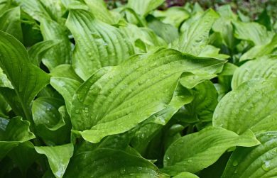 Plante exterieur ombre : Guide pour choisir les meilleures plantes